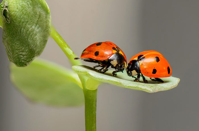ladybugs-love-dating-relationships-couple